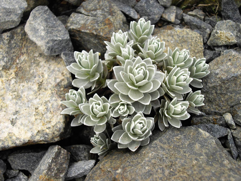 Leucogenes leontopodium en fleurs dans les éboulis d'altitude de Nouvelle-Zélande